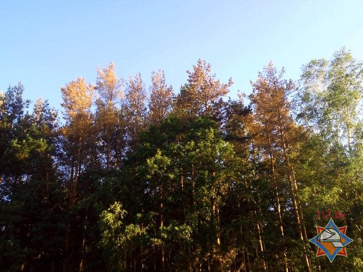 gomelskaya_oblast_zarazhenie_lesa_iyul2017-2.jpg